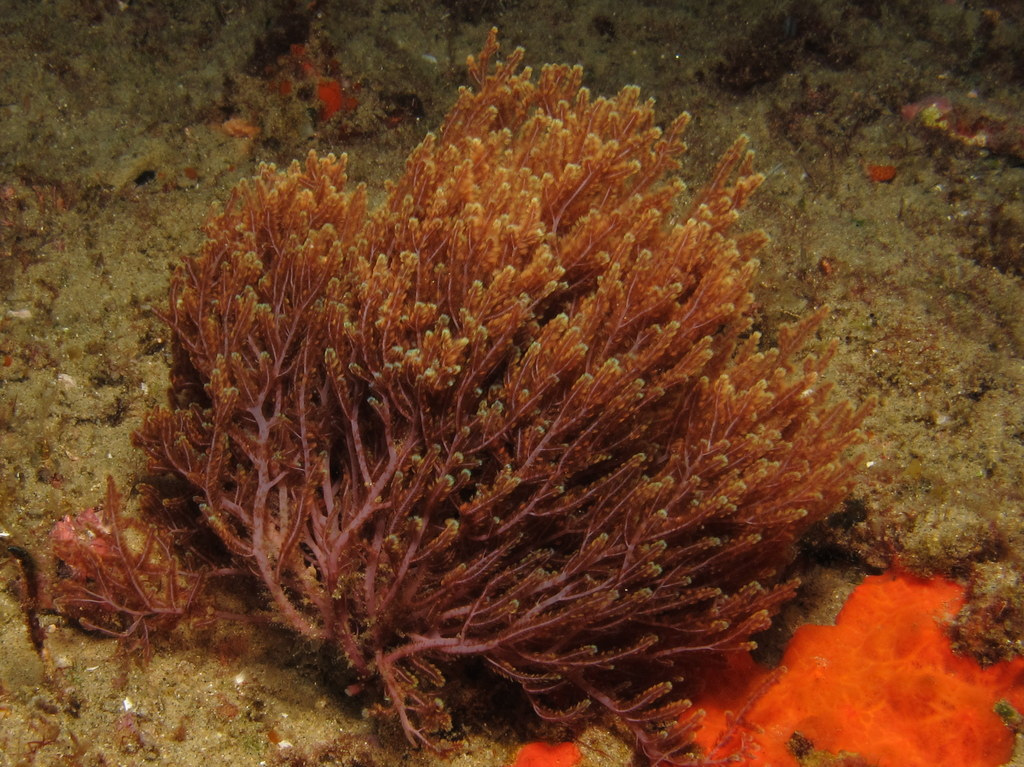 red seaweed